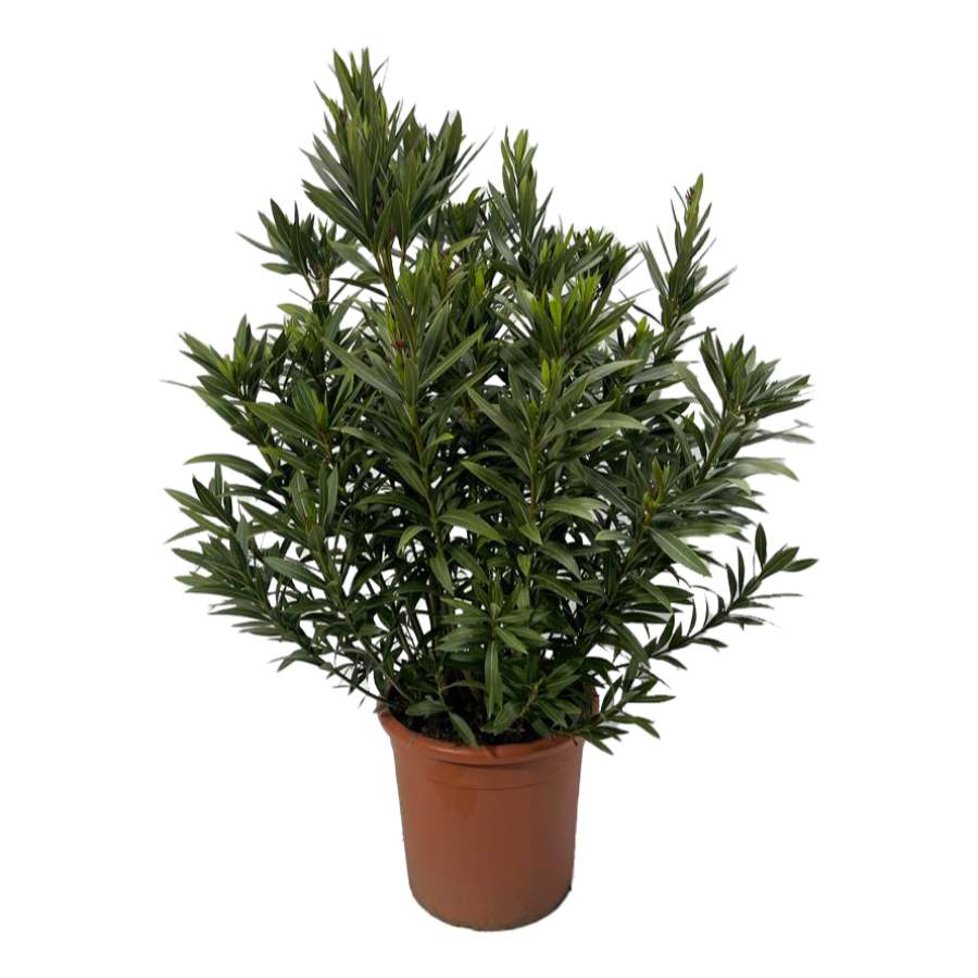 Oleander Busch mittel
